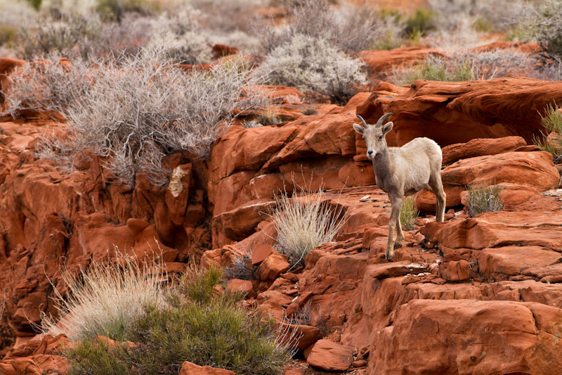 Bighorn On Slickrock